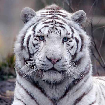 2010 - Anno della Tigre di Metallo
